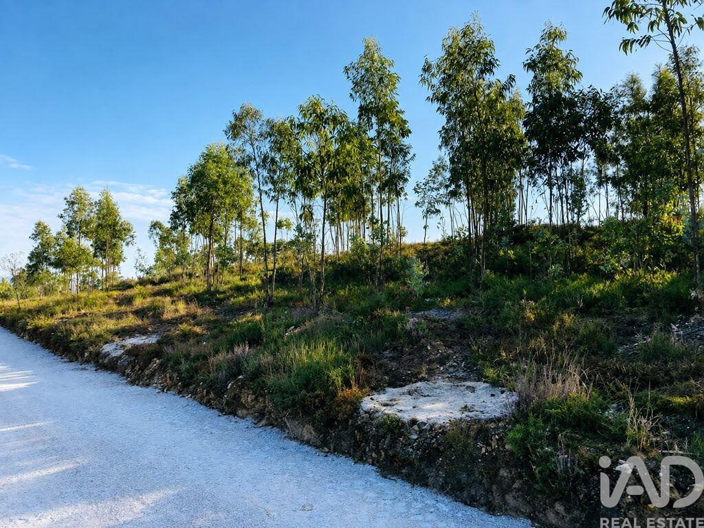 Land in Medas - Image 4