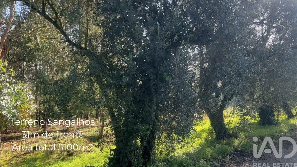 Land in Sangalhos - view 1