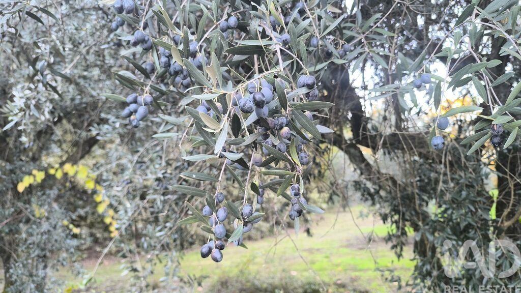 Land in Portela - view 1