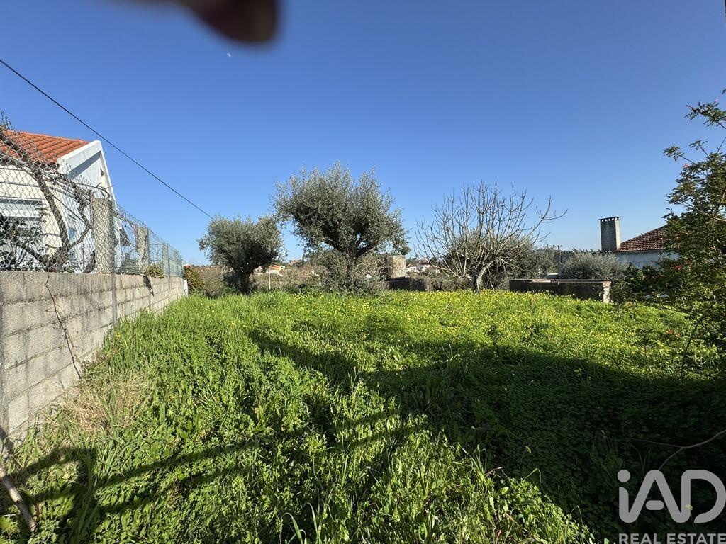 Land in Junceira - view 1