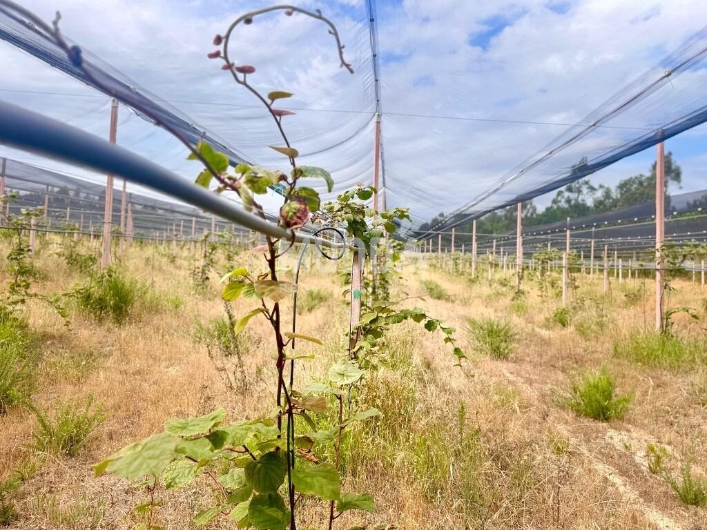 Kiwis Verdes para Venda