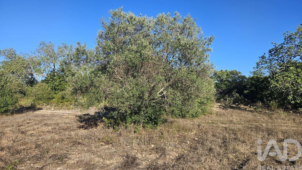 Land in Santa Barbara de Nexe - Image 4