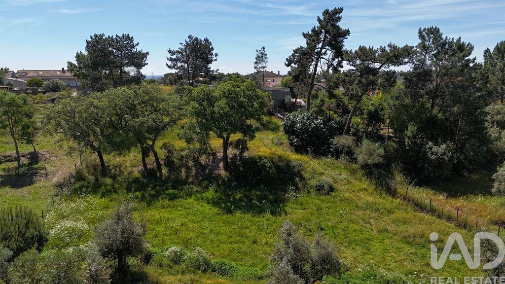 Land in Coruche - Image 4