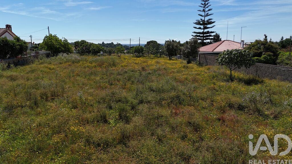 Land in Coruche - Image 3