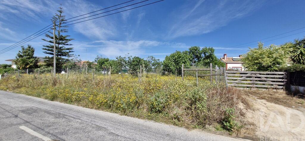 Land in Coruche - Image 2