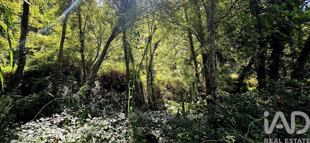 Land in Monchique - Image 5