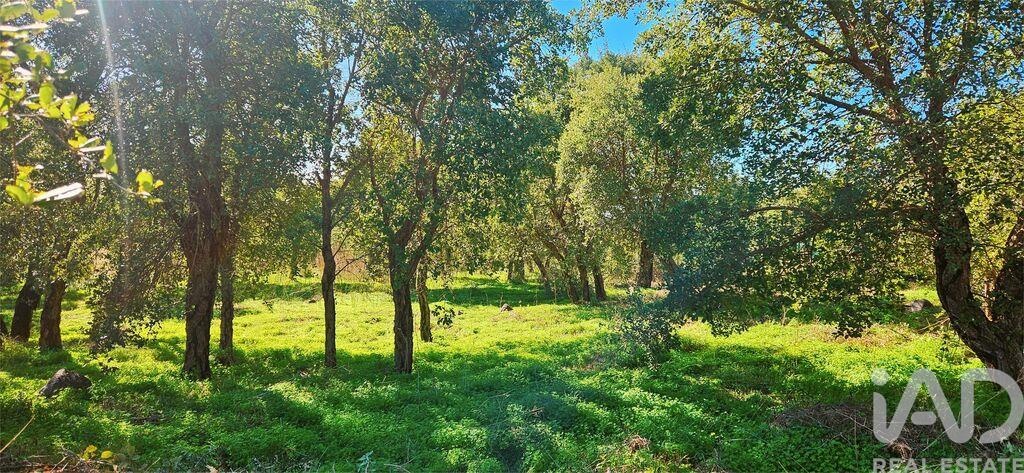 Land in Monchique - Image 5