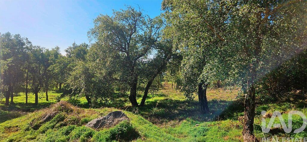 Land in Monchique - Image 4