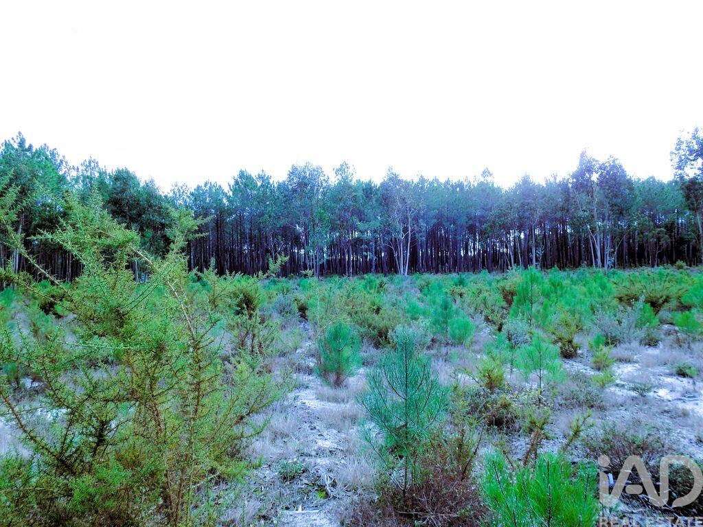 Land in Martinganca - Image 5