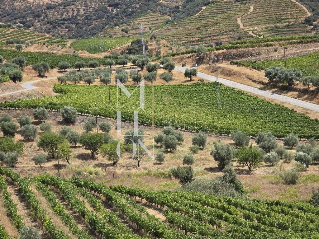 位于杜罗河葡萄酒产区中心的农场——独特的投资机会。
