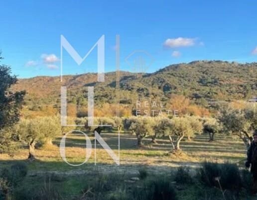 Olival Exclusivo na Velosa – Natureza, Privacidade e Potencial Único