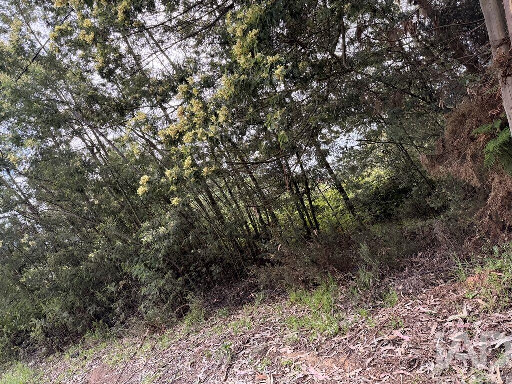 Land in Santa Cruz - Image 3