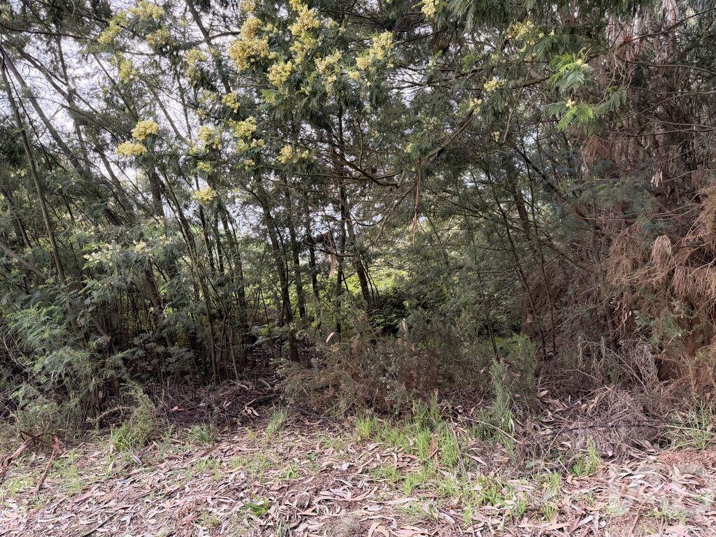 Land in Santa Cruz - Image 4