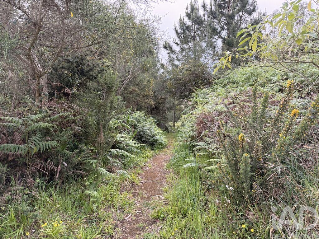 Land in Santa Cruz - Image 5