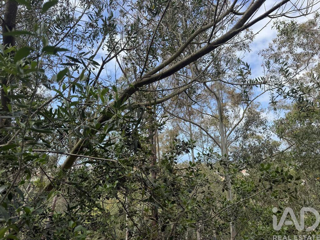 Land in Castelo - Image 3