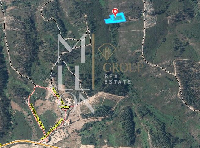 Terreno Rústico 1.520 m² com Oliveiras e Pinhal – Amêndoa, Mação (Ribeiro Torto)