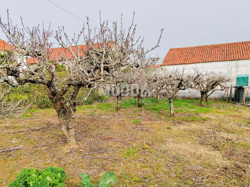 Ruína para recuperar com terreno de 1.050 m² poço e árvores de fruto Areirinha,  A-dos Negros Óbidos