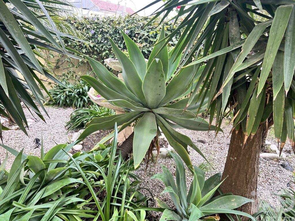 House in Fernao Ferro - Image 4