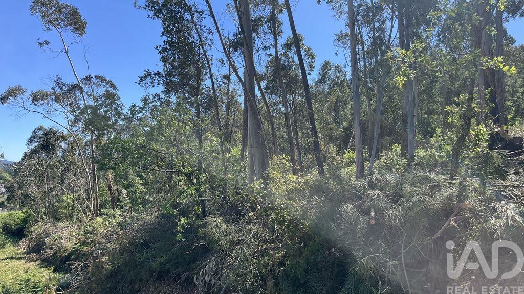 Land in Sao Martinho do Bispo - Image 4