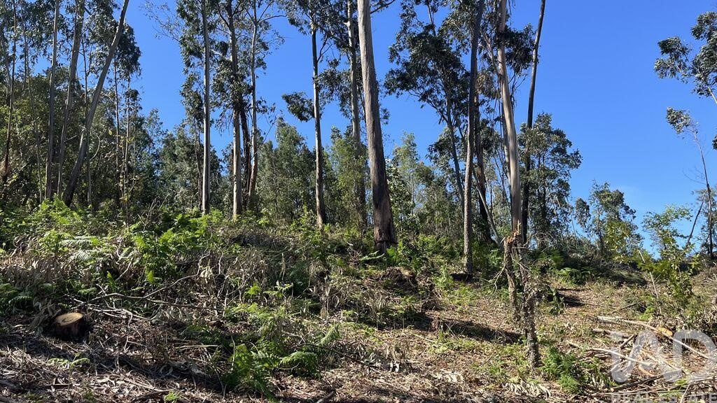 Land in Sao Martinho do Bispo - Image 5