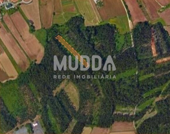 Terreno de Pinhal com 3000 m²