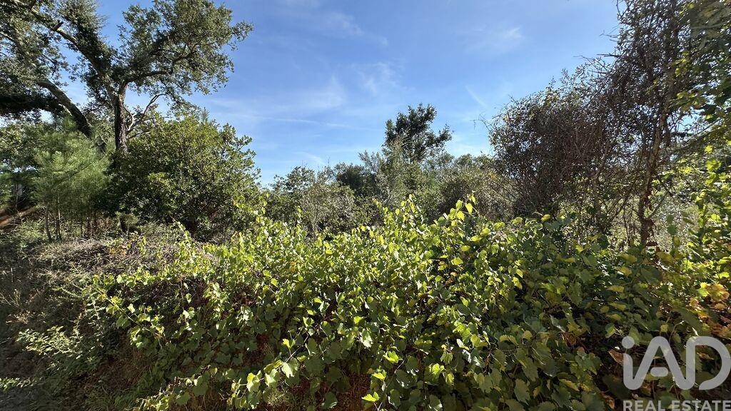Land in Graca - Image 4