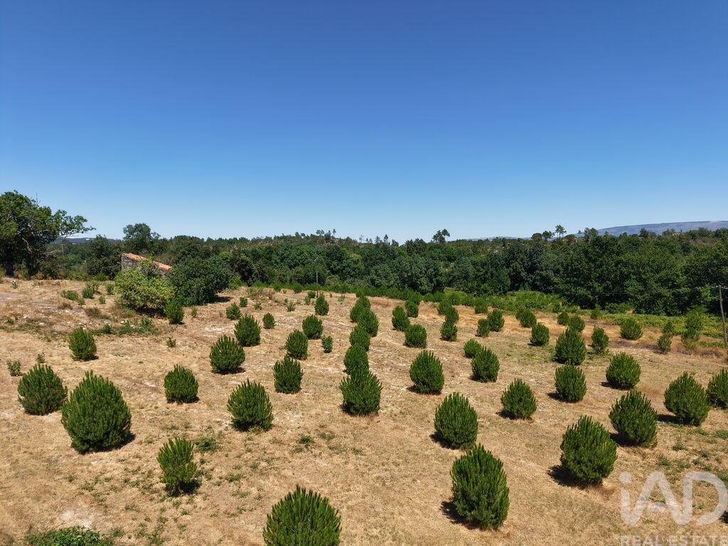Land in Abrunhosa-a-Velha - Image 5