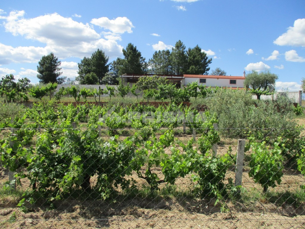Farm very well located, with fruit trees, olive trees, with mains water and borehole.