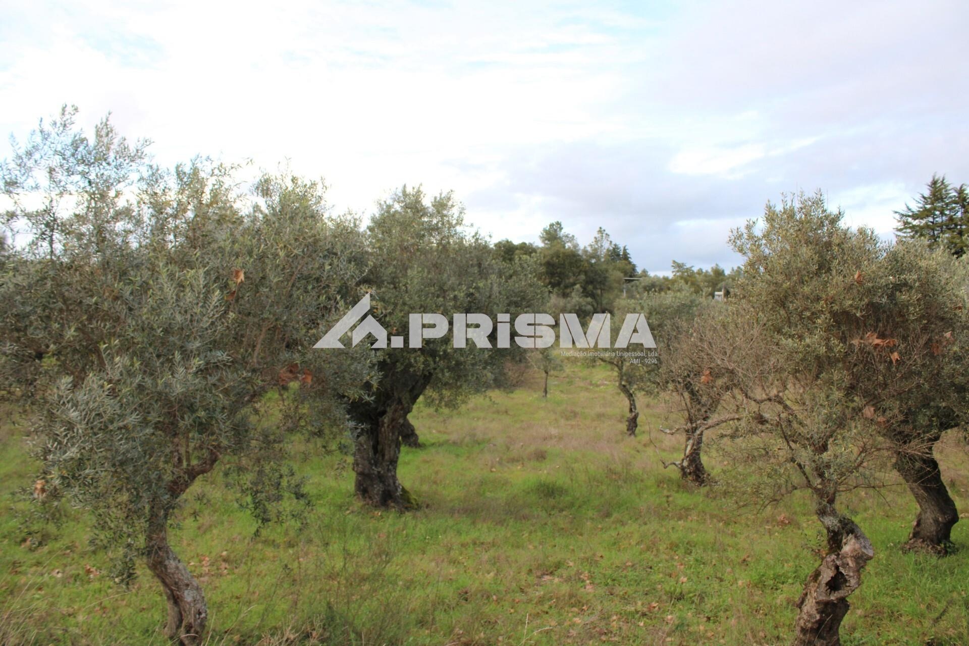 Rustic land for sale in Salgueiro do Campo