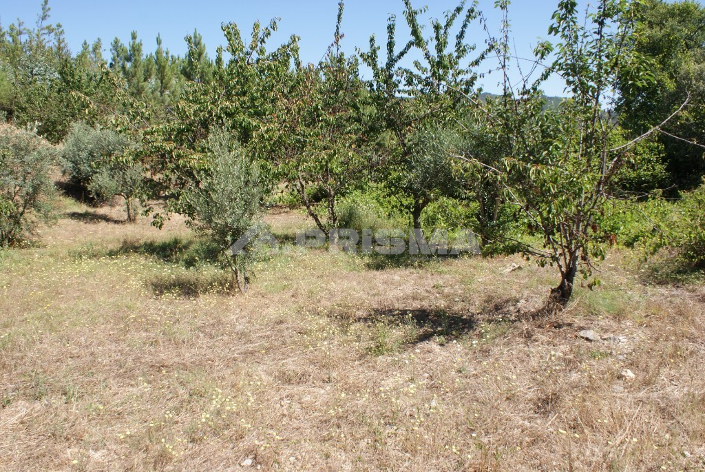 Terreno bem localizado, com poço e uma mina, adega, armazém e pocilga, árvores de fruto.