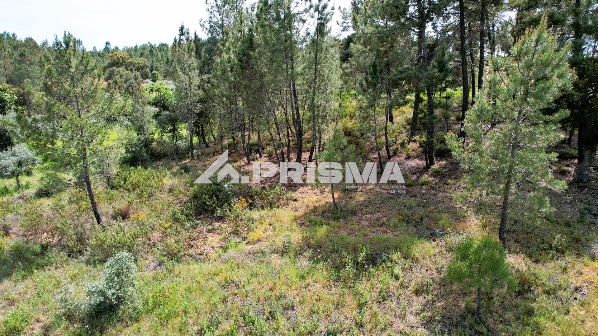 Rustic land for sale in Sarzedas.