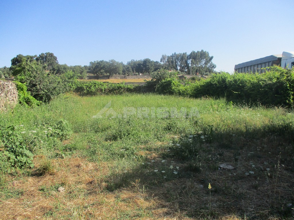 Excellent land with well and fruit trees.