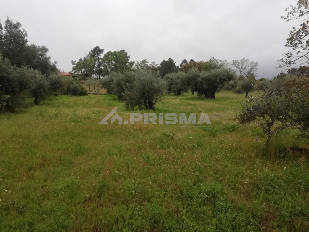 Isolated land, flat with about 60 olive trees, light nearby.